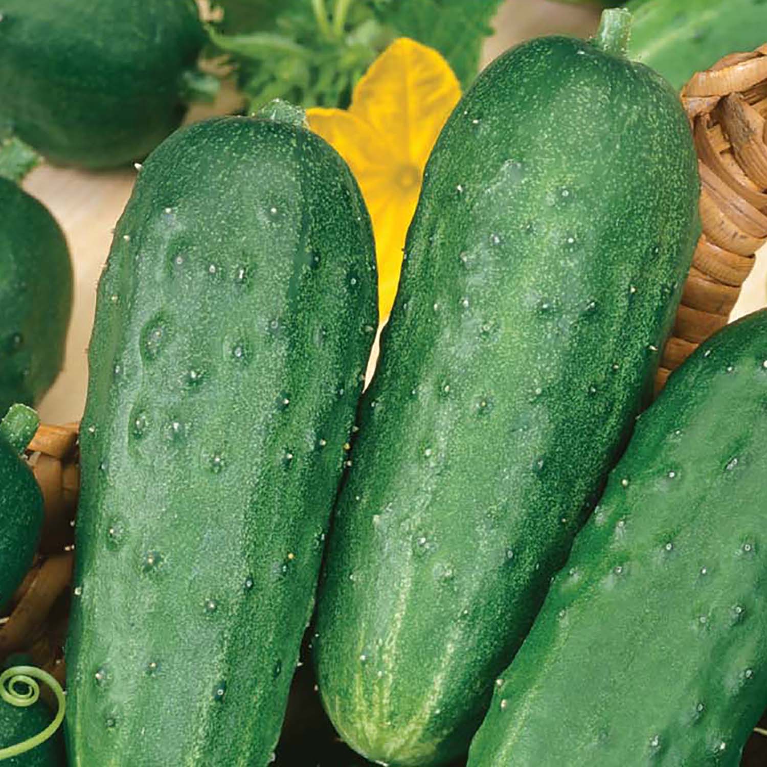 A photograph of medium-sized green cucumbers with water droplets on their surface, placed in a basket with a blurred background.